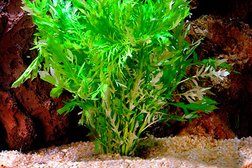 Аквариумный магазин Fish`ka, с рейтингом 4.4 - находится по адресу Челябинск, проспект Победы, 384 