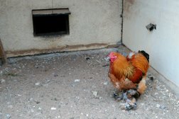 Парк птиц Воробьи, с рейтингом 3.6 - находится по адресу Калужская область, х. Парк Птиц, улица Парк птиц, 3/1 