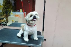 Зоосалон А`мур, с рейтингом 4 - находится по адресу Рязань, Касимовское шоссе, 57 к1 