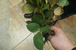 Самсон-Фарма