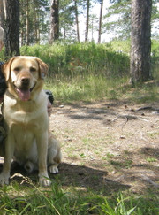 Дрессировщик, кинолог Елена Владимировна Михеева