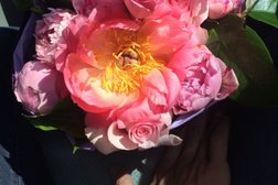 Dei Fiori