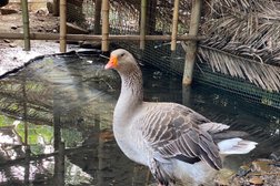 Нижний парк Дендрарий, с рейтингом 4.2 - находится по адресу Сочи, Курортный проспект, 74/2 