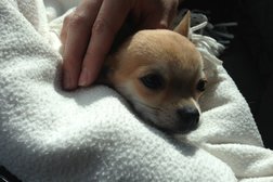 Ветеринарная клиника Ранара, с рейтингом 2.8 - находится по адресу Свердловская область, Верхняя Пышма, Успенский проспект, 125г 