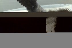 Ветеринарный кабинет доктора Морозова, с рейтингом 3.8 - находится по адресу Орловская область, Орел, Наугорское шоссе, 19 