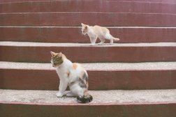 Православный приход Свято-Преображенского Храма города-курорта Геленджик Краснодарского края Новороссийской Епархии Русской Православной Церкви Московский Патриархат, с рейтингом 3 - находится по адресу Краснодарский край, Геленджик, Горная улица, 17 