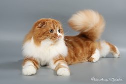 Питомник шотландских кошек Le marble blanc`s, с рейтингом 4 - находится по адресу Псков, улица Кузбасской Дивизии, 8 