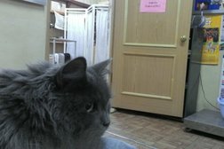 Ветеринарная клиника Эндовет, с рейтингом 3 - находится по адресу Курган, Омская улица, 101г 