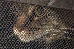 Клинико-диагностический центр Евровет, с рейтингом 2.8 - находится по адресу Новосибирск, улица Станиславского, 31 