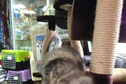 Зоомагазин ЗооМир, с рейтингом 3.5 - находится по адресу Республика Карелия, Петрозаводск, бульвар Интернационалистов, 23 