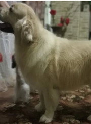 Грумер Ирина Вадимовна Гервольд