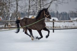 Компания Премиум, с рейтингом 4 - находится по адресу Калужская область, х. Парк Птиц, улица Парк птиц, 4 