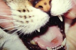 Костромская областная ветеринарная лаборатория, с рейтингом 3 - находится по адресу Кострома, Галичская улица, 98/1 