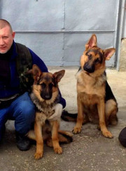 Кинолог Игорь Петрович Павлович