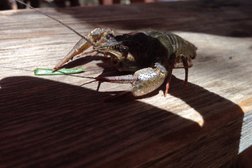 База отдыха Орловский пруд, с рейтингом 4.3 - находится по адресу Волгоградская область, с. Орловка, Запрудная улица, 2 