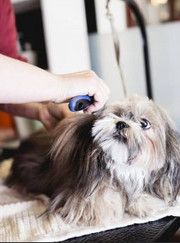 Грумер, выгульщик собак Екатерина Беляева