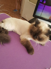 Грумер Зухра Бикеева