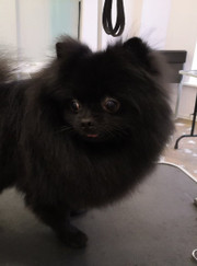 Грумер Анастасия Вавилова