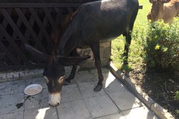 База отдыха Шиболово-Горки, с рейтингом 3.8 - находится по адресу Московская область, д. Горки, Шиболовская улица, 39 