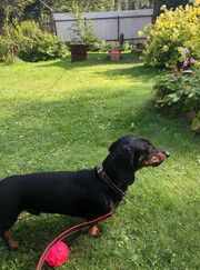 Водитель, выгульщик собак Марина Р.