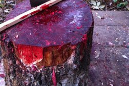 База отдыха Мещерский скит, с рейтингом 5 - находится по адресу Владимирская область, посёлок Мызинского торфопредприятия, 10Б 