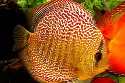 Зоомагазин Природа, с рейтингом 3.5 - находится по адресу Ярославль, улица Труфанова, 19 