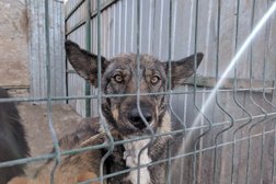Приют для животных Бим, с рейтингом 3.1 - находится по адресу Челябинск, 3-я улица, 52 