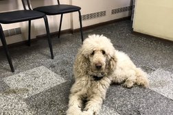 Ветеринарная клиника НОС по ВЕТ.ru, с рейтингом 3.4 - находится по адресу Республика Карелия, Петрозаводск, Древлянка, 15 