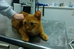 Ветеринарная клиника Барс, с рейтингом 3.7 - находится по адресу Тольятти, улица 40 лет Победы, 22 