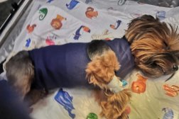 Ветеринарная аптека Зооветсервис, с рейтингом 2.7 - находится по адресу Великий Новгород, Волотовская улица, 12 