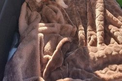 Зоопарикмахерская Чара, с рейтингом 3.5 - находится по адресу Санкт-Петербург, Луначарского проспект, 76 