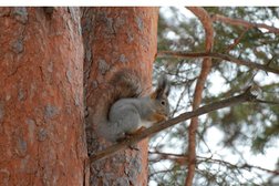 База отдыха Сосновый бор, с рейтингом 5 - находится по адресу Свердловская область, Каменск-Уральский, Санаторный переулок, 28 