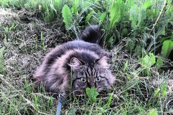 СберБанк, с рейтингом 3.4 - находится по адресу Кемеровская область — Кузбасс, Кемерово, улица Юрия Двужильного, 14 