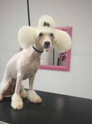 Грумер Яна Витальевна Лебедева