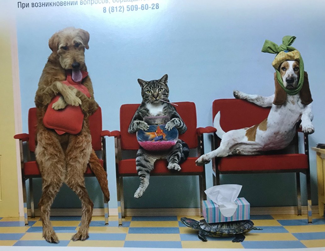 фотография Ветеринарной клиники Здоровые животные на проспекте Королева