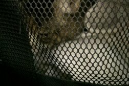 Журнал Актуальные вопросы ветеринарной биологии, с рейтингом 4.2 - находится по адресу Санкт-Петербург, Ораниенбаумская улица, 3 к1 