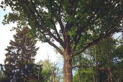 Новосходненское кладбище, с рейтингом 4 - находится по адресу Московская область, Химки, микрорайон Новая Сходня, вл2а 