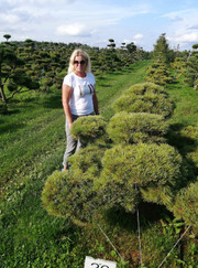 Благоустройство территории, ландшафтный дизайнер Татьяна Котегова