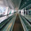 фотография Багратион