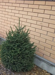 Водитель, благоустройство территории Наталия Витальевна Ястребкова