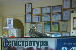 Ветеринарная клиника Панда, с рейтингом 3.5 - находится по адресу Воронеж, улица 60 Армии, 28 