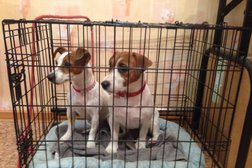 Зоопарикмахерская Райский уголок, с рейтингом 3.5 - находится по адресу Санкт-Петербург, Сестрорецк, Дубковский переулок, 2А 