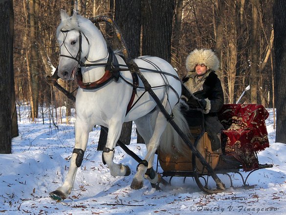 Как сделать сани для лошади своими руками