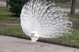 Санаторий Нива, с рейтингом 4.8 - находится по адресу Ставропольский край, Ессентуки, Пятигорская улица, 8 