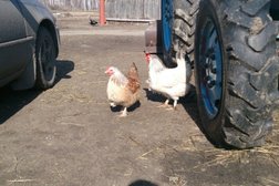 Ранчо Лукино, с рейтингом 5 - находится по адресу Курганская область, д. Лукино, Приозёрная улица, 88 