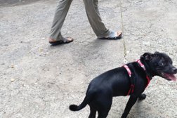 Зоомагазин Какаду, с рейтингом 1.8 - находится по адресу Калининград, проспект Мира, 64 