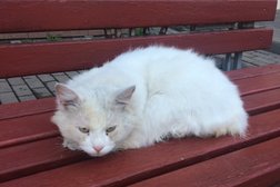 Нотариус Карнаухова О.В., с рейтингом 1.8 - находится по адресу Белгород, улица Князя Трубецкого, 26а 