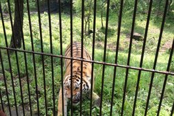 Приморский Сафари-парк, с рейтингом 4.3 - находится по адресу Приморский край, пгт Шкотово, улица Зальпе, 101Б 