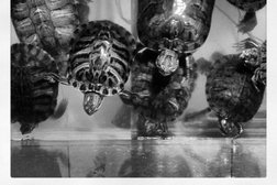 Проектная компания АртДизайнПроект, с рейтингом 3 - находится по адресу Нур-Султан, Сәкен Сейфуллин, 27/3 