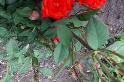 Детский сад Малютка №10, с рейтингом 3.2 - находится по адресу Тамбов, улица Подвойского, 10 